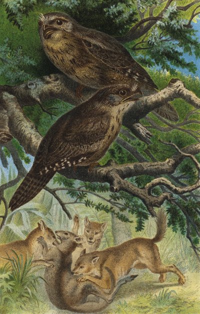 Frogmouth gigante da European School